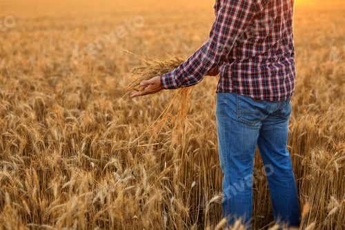 Preview: Amazing view with Man In A Field Of Wheat Touched By The Hand Of Spikes