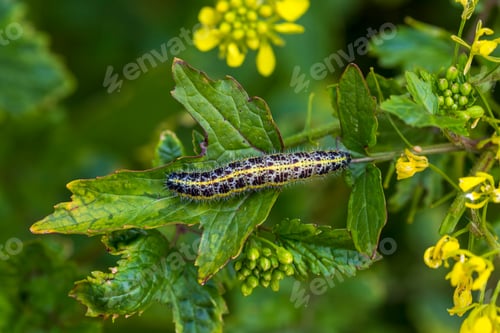 Preview: Sinapis arvensis Turkish name : Great White Angel (Pieris brassicae ) butterfly caterpillar