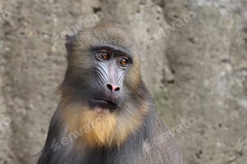 Preview: Mandrill in nature habitat close up