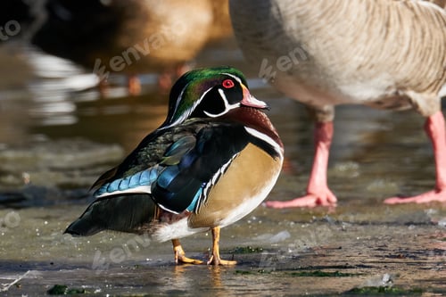 Preview: Wood duck (Aix sponsa)