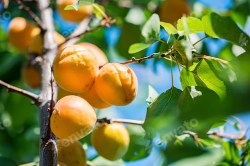 Preview: Fresh ripe apricots on tree branch close up