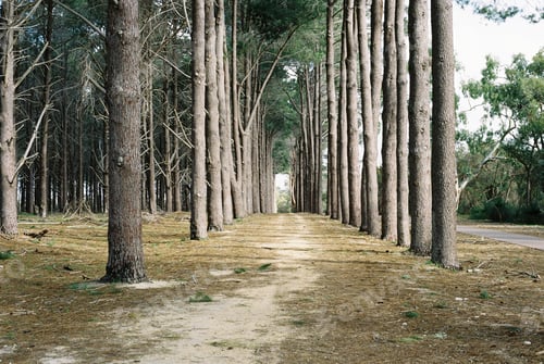 Preview: Narrow pathway through thin tree row under the bright sunlight