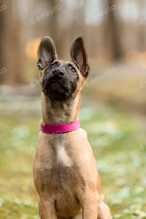 Preview: Detailed Facial Portrait of Young Belgian Malinois Dog in Natural Setting