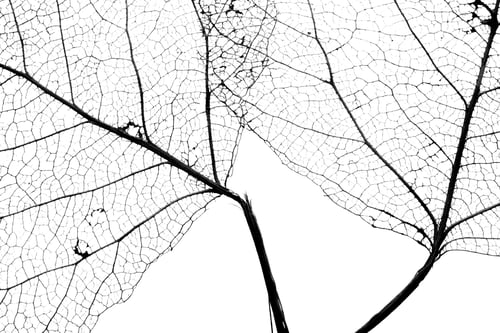 Preview: leaf vein texture background abstract