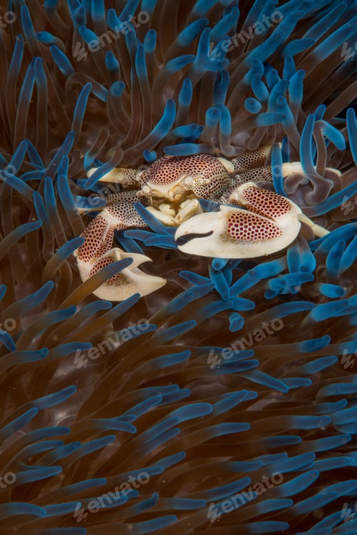 Preview: Amazing macro shot of a crab in a blue sea anemone