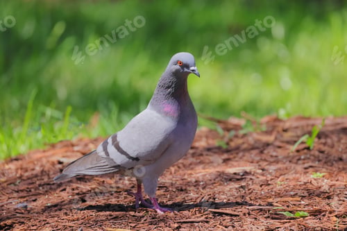 Preview: Pigeon perched in a garden setting