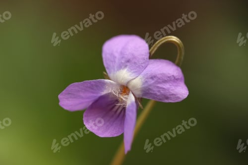 Preview: Forest violet flower - macro image