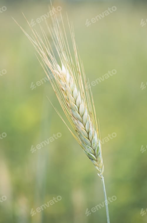 Preview: Rural scenery of ripening rye spikelet of meadow field in summer.