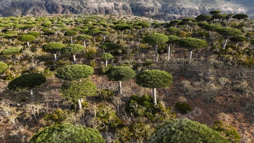 Preview: Beautiful dragon trees flourish in Socotra’s unique landscape during clear daylight