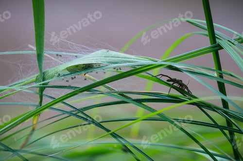 Preview: Large black spider crawling on long grasses to the side of her web holding baby spiders.