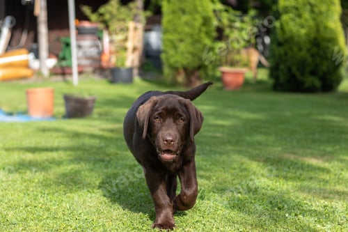 Preview: Chocolate labrador retriever puppy on green grass