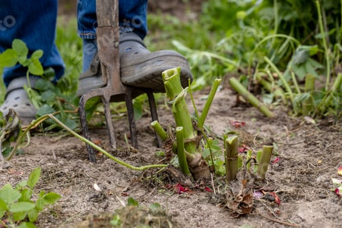 Preview: dahlia tubers just lifted for overwintering