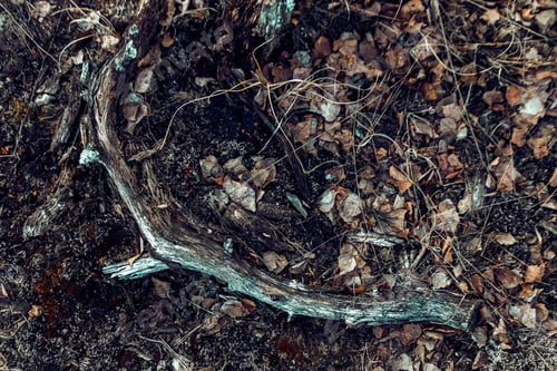 Preview: Closeup shot of ground of the forest with dry branches and leaves, a beautiful fall background