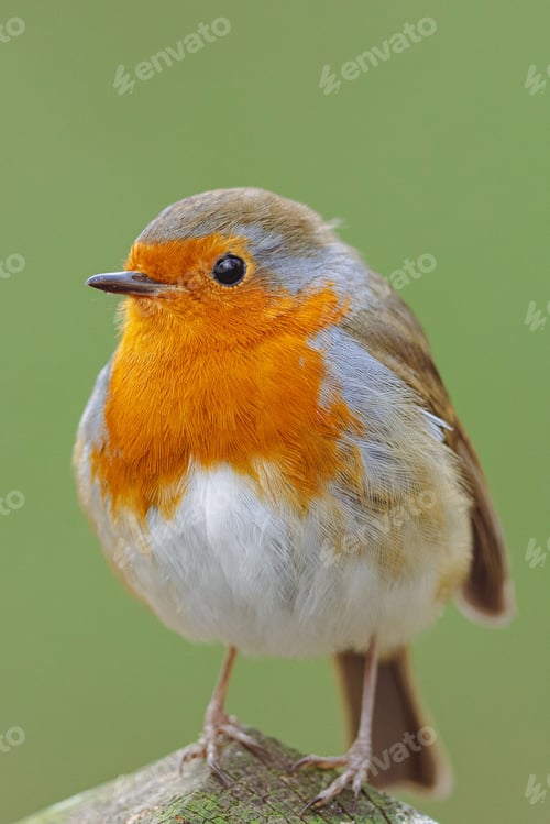 Preview: Close up shot of a white and orange robin on a post on a light green background