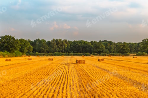 Preview: Golden wheat fields