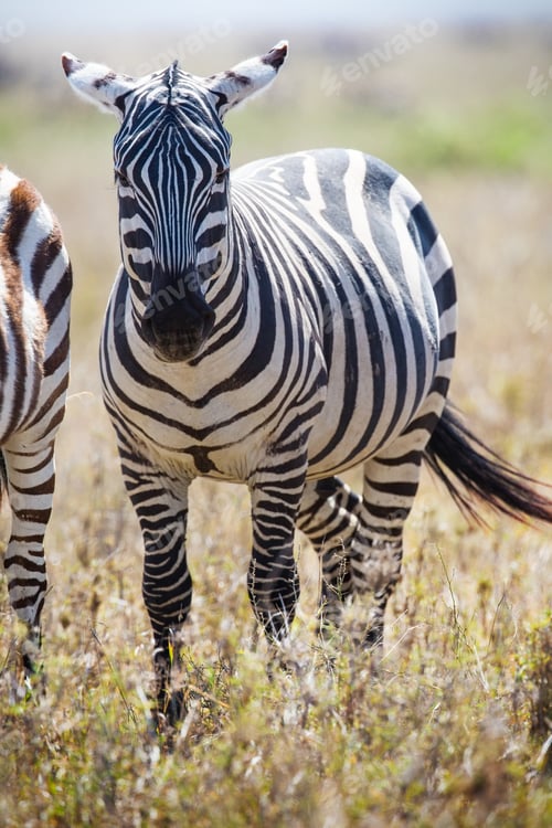 Preview: Zebra in Serengeti Tanzania
