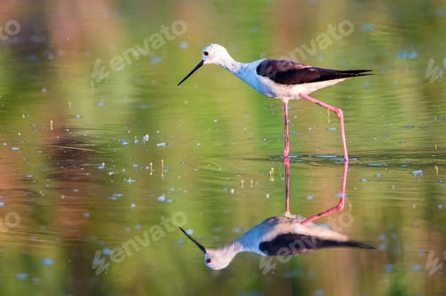 Preview: Black-winged stilt or Himantopus himantopus wades in marshland