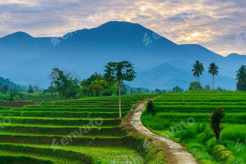 Preview: indonesia beauty landscape paddy fields in north bengkulu natural beautiful morning view from asia