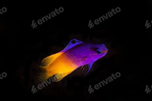 Preview: Underwater side view of royal gramma fish against dark background, Cancun, Mexico