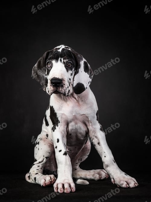 Preview: Vertical shot of a spotted great dane puppy on black background