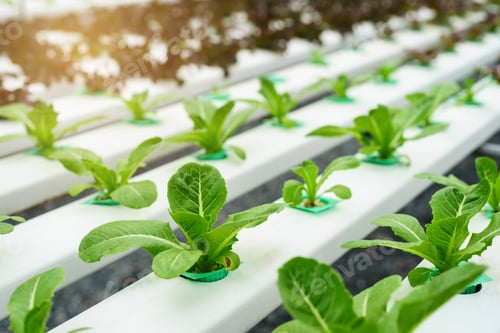 Preview: Organic hydroponic vegetable cultivation farm