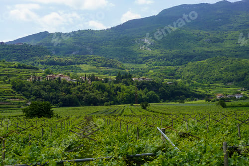 Preview: Vineyards and apple orchards along the cycleway from Torbole to Rovereto