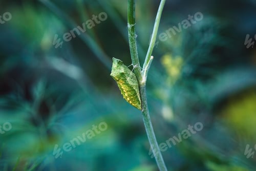 Preview: Papilio zelicaon pupa on dill plant stem in the garden