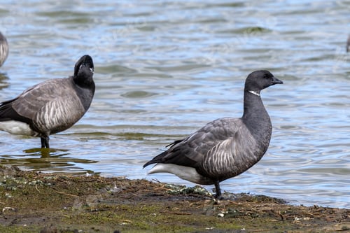 Preview: Closeup shot of a pair of brent geese on a lake shore