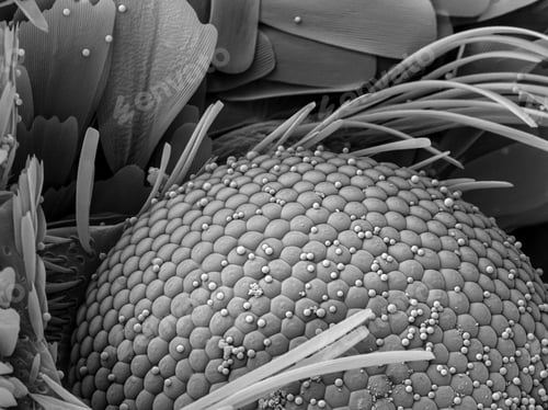 Preview: Intricate patterns of organic texture in a closeup grayscale image.