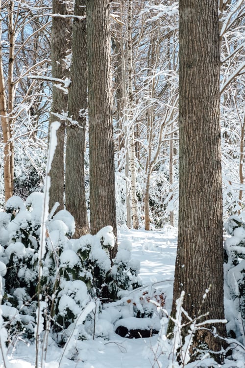 Preview: Winter Forest Symphony