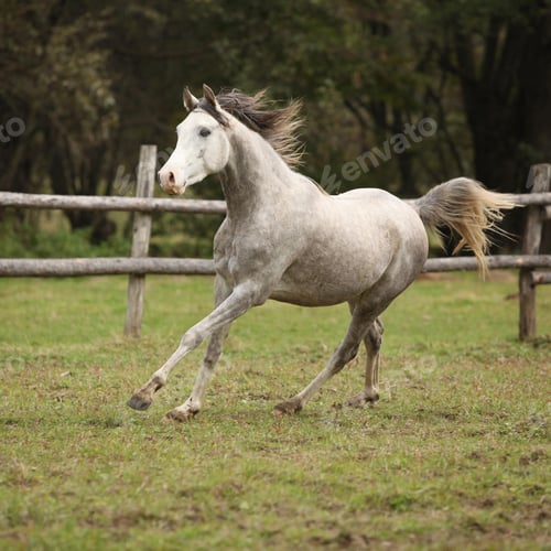 Preview: arabian, horse, mare, stallion, riding