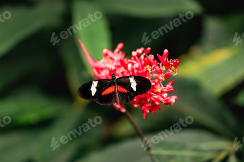 Preview: Close-Up of papilio lowi tropical butterfly