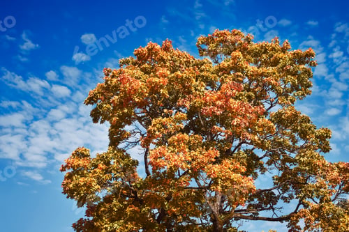 Preview: Bright red maple tree leaves in autumn against the blue sky.