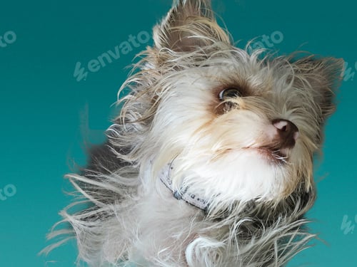 Visualização: Portrait of cute puppy face on turquoise background.