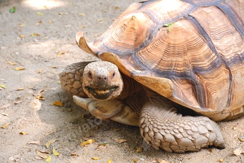 Preview: Sulcata tortoise looking at camera, the black patch on its mouth making look like it's smiling.