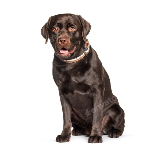 Preview: Chocolate Labrador retriever sitting against white background