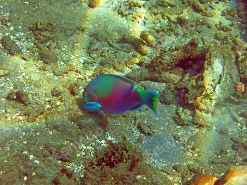 Preview: Thriving coral reef alive with marine life and fish, Bali.