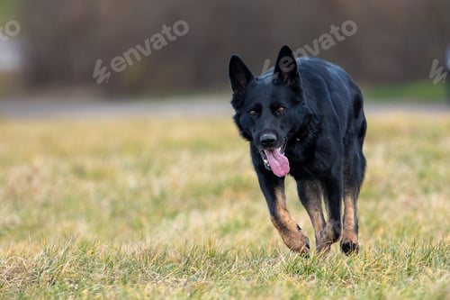 Preview: Black German Shepherd with a collar in the park