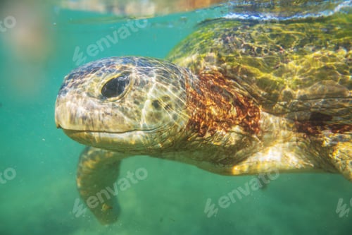 Preview: Turtle