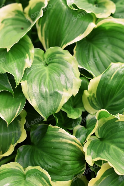 Preview: Plant background