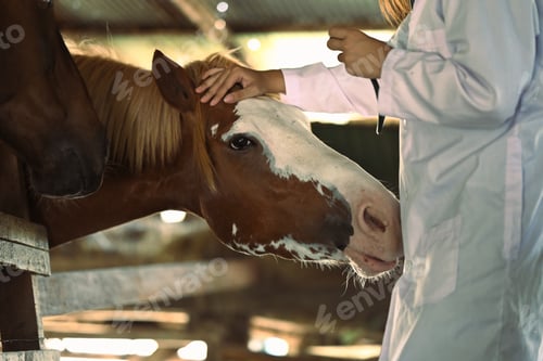 Preview: Cropped image of female veterinarian stroking horse in stable. Animal care