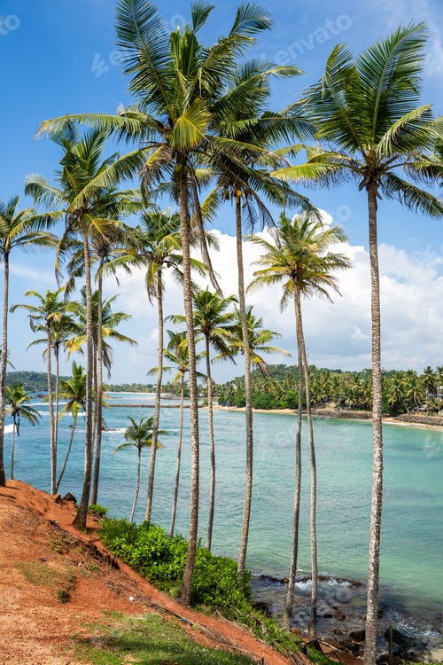 Preview: Famous Coconut Tree Hill in Mirissa, Sri Lanka Beach next to the Indian Ocean