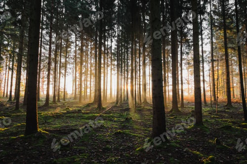 Preview: Serene, sun-dappled forest scene with tall trees casting a soft light onto the lush green grass