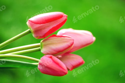 Preview: Light pink tulips on a green background