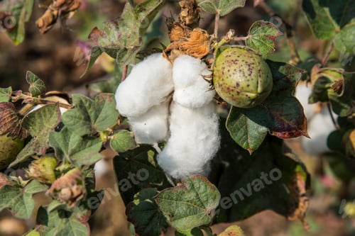 Preview: Cotton field white with ripe cotton ready for harvesting, India