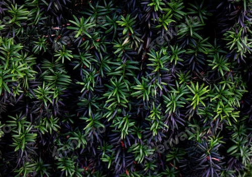 Preview: Close-up of Anglojap yew (Taxus media Hillii) evergreen bush in the garden.