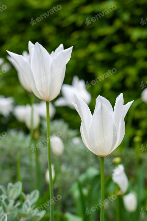 Preview: White tulips make a stunning display in any garden.