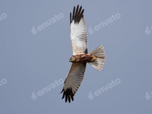 Preview: Western marsh harrier (Circus aeruginosus)