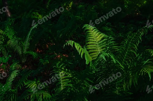 Preview: Summer green texture or background of ferns growing in the forest.