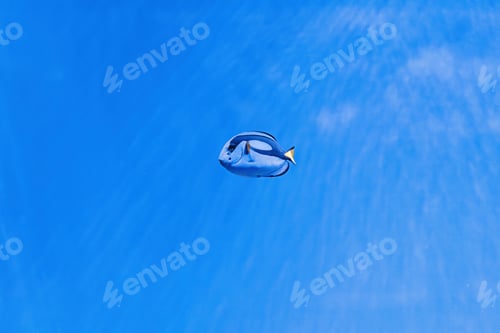 Preview: macro photography underwater paracanthurus hepatus